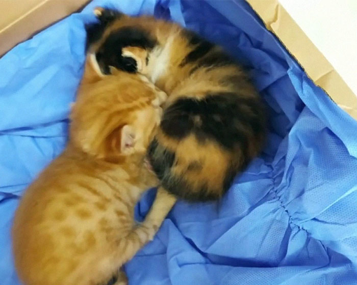 Viral Video Shows A Cat Walking Into A Hospital With Her Newborn Kitten To Get Medics To Help It Viral Video Shows A Cat Walking Into A Hospital With Her Newborn Kitten To Get Medics To Help It