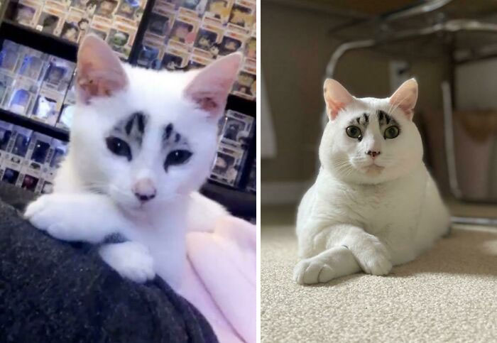 People Are Sharing Pics Of Their Cats Growing Up On “From Kitten To Cat” (35 Pics) People Are Sharing Pics Of Their Cats Growing Up On “From Kitten To Cat” (35 Pics)