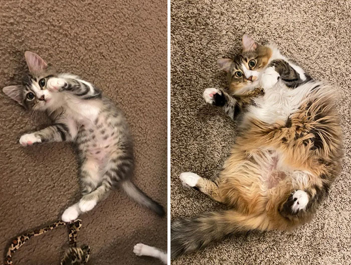 People Are Sharing Pics Of Their Cats Growing Up On “From Kitten To Cat” (35 Pics) People Are Sharing Pics Of Their Cats Growing Up On “From Kitten To Cat” (35 Pics)