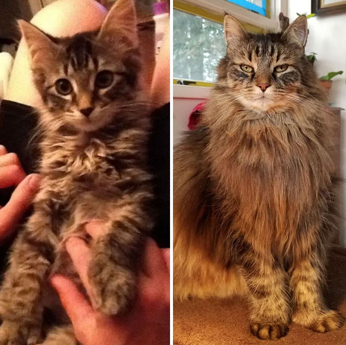 People Are Sharing Pics Of Their Cats Growing Up On “From Kitten To Cat” (35 Pics) People Are Sharing Pics Of Their Cats Growing Up On “From Kitten To Cat” (35 Pics)
