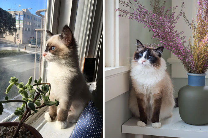 People Are Sharing Pics Of Their Cats Growing Up On “From Kitten To Cat” (35 Pics) People Are Sharing Pics Of Their Cats Growing Up On “From Kitten To Cat” (35 Pics)