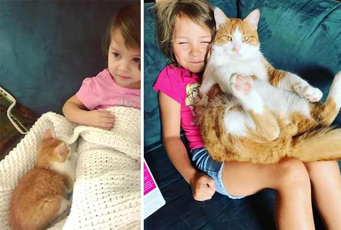 People Are Sharing Pics Of Their Cats Growing Up On “From Kitten To Cat” (35 Pics) People Are Sharing Pics Of Their Cats Growing Up On “From Kitten To Cat” (35 Pics)