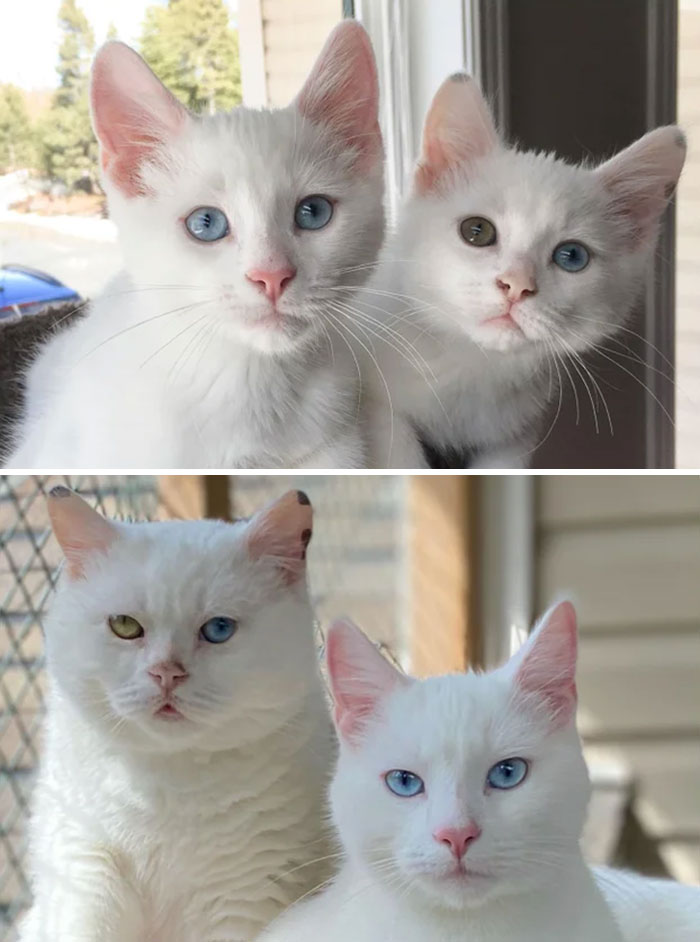 People Are Sharing Pics Of Their Cats Growing Up On “From Kitten To Cat” (35 Pics) People Are Sharing Pics Of Their Cats Growing Up On “From Kitten To Cat” (35 Pics)