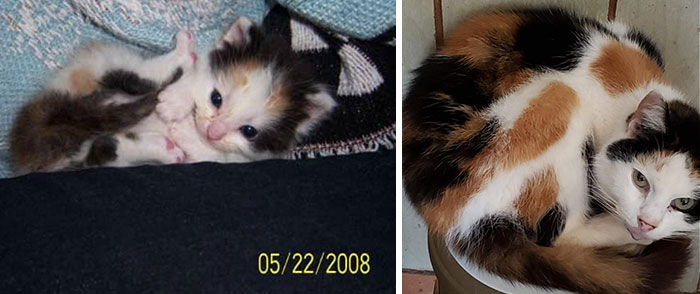 People Are Sharing Pics Of Their Cats Growing Up On “From Kitten To Cat” (35 Pics) People Are Sharing Pics Of Their Cats Growing Up On “From Kitten To Cat” (35 Pics)