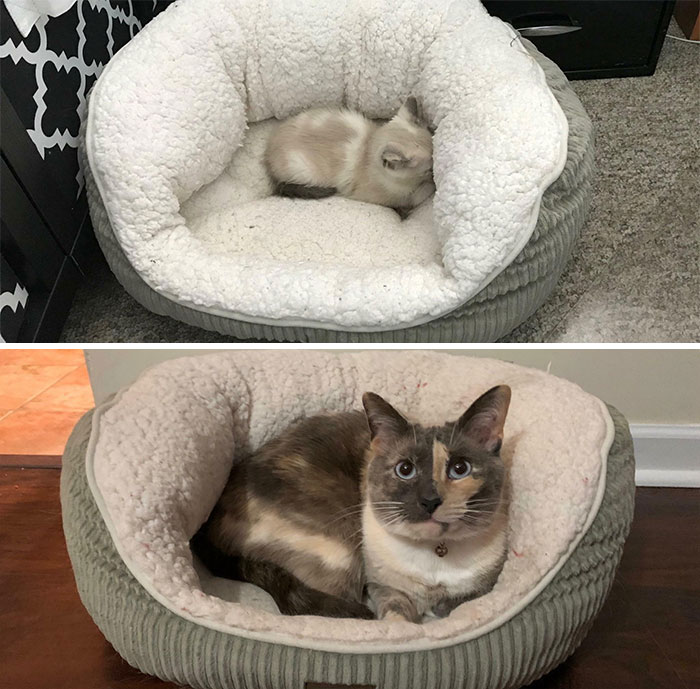 People Are Sharing Pics Of Their Cats Growing Up On “From Kitten To Cat” (35 Pics) People Are Sharing Pics Of Their Cats Growing Up On “From Kitten To Cat” (35 Pics)