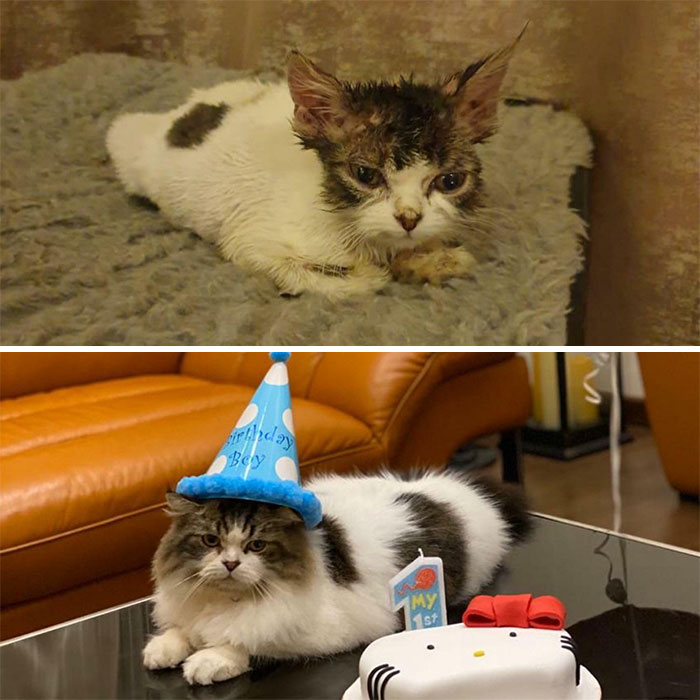 People Are Sharing Pics Of Their Cats Growing Up On “From Kitten To Cat” (35 Pics) People Are Sharing Pics Of Their Cats Growing Up On “From Kitten To Cat” (35 Pics)