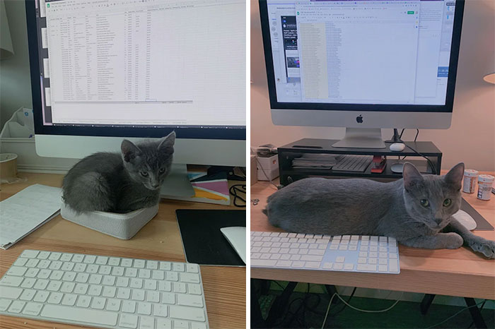 People Are Sharing Pics Of Their Cats Growing Up On “From Kitten To Cat” (35 Pics) People Are Sharing Pics Of Their Cats Growing Up On “From Kitten To Cat” (35 Pics)