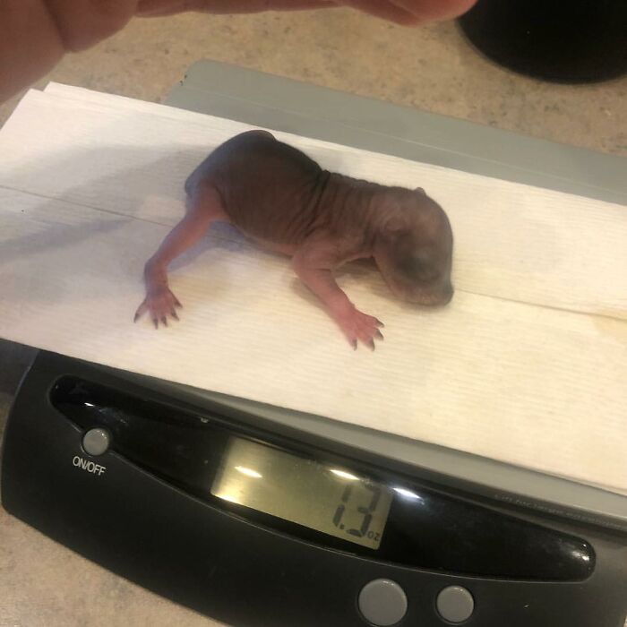 Woman Finds A Baby Squirrel On The Sidewalk And Gives Him A Second Chance At Life; Two Years Later, He Still Visits Her Garden Woman Finds A Baby Squirrel On The Sidewalk And Gives Him A Second Chance At Life; Two Years Later, He Still Visits Her Garden