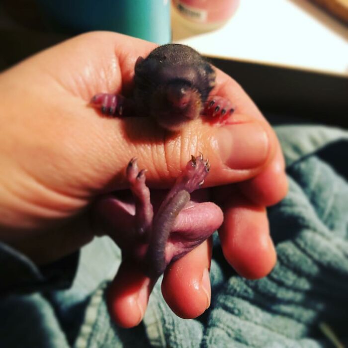 Woman Finds A Baby Squirrel On The Sidewalk And Gives Him A Second Chance At Life; Two Years Later, He Still Visits Her Garden Woman Finds A Baby Squirrel On The Sidewalk And Gives Him A Second Chance At Life; Two Years Later, He Still Visits Her Garden