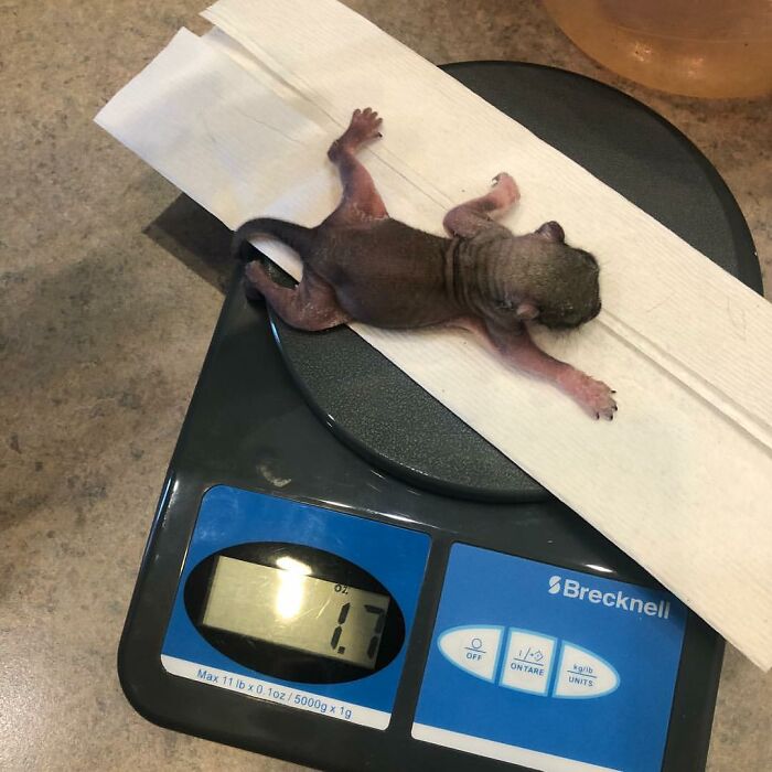 Woman Finds A Baby Squirrel On The Sidewalk And Gives Him A Second Chance At Life; Two Years Later, He Still Visits Her Garden Woman Finds A Baby Squirrel On The Sidewalk And Gives Him A Second Chance At Life; Two Years Later, He Still Visits Her Garden