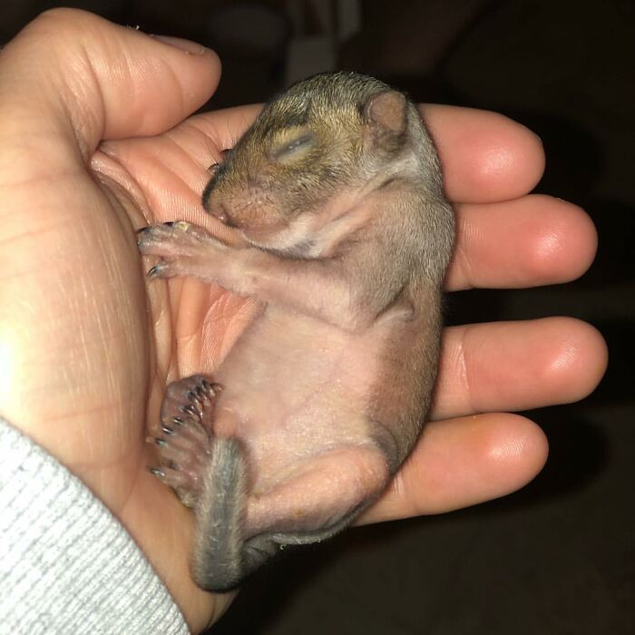 Woman Finds A Baby Squirrel On The Sidewalk And Gives Him A Second Chance At Life; Two Years Later, He Still Visits Her Garden Woman Finds A Baby Squirrel On The Sidewalk And Gives Him A Second Chance At Life; Two Years Later, He Still Visits Her Garden