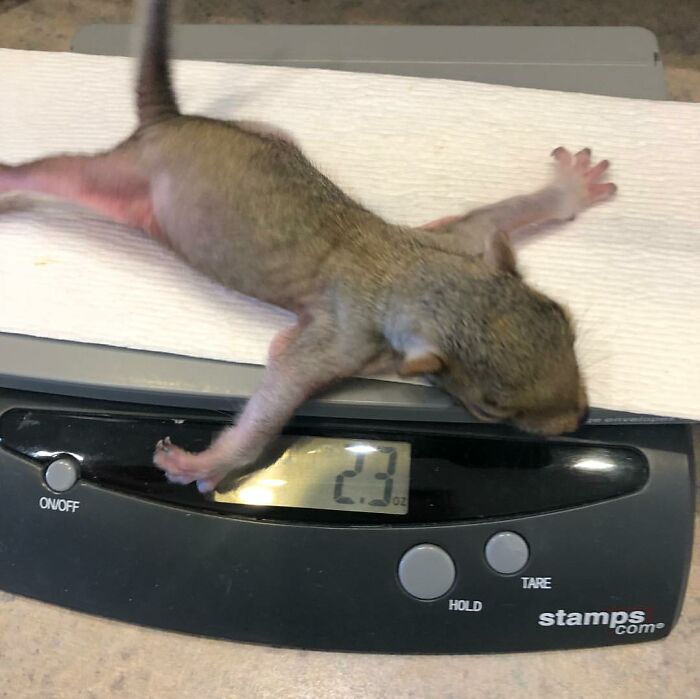 Woman Finds A Baby Squirrel On The Sidewalk And Gives Him A Second Chance At Life; Two Years Later, He Still Visits Her Garden Woman Finds A Baby Squirrel On The Sidewalk And Gives Him A Second Chance At Life; Two Years Later, He Still Visits Her Garden