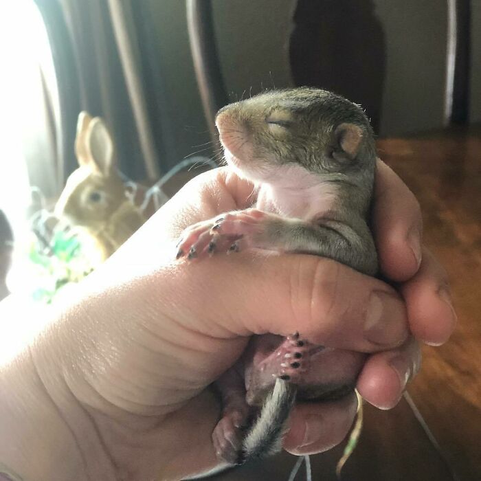 Woman Finds A Baby Squirrel On The Sidewalk And Gives Him A Second Chance At Life; Two Years Later, He Still Visits Her Garden Woman Finds A Baby Squirrel On The Sidewalk And Gives Him A Second Chance At Life; Two Years Later, He Still Visits Her Garden