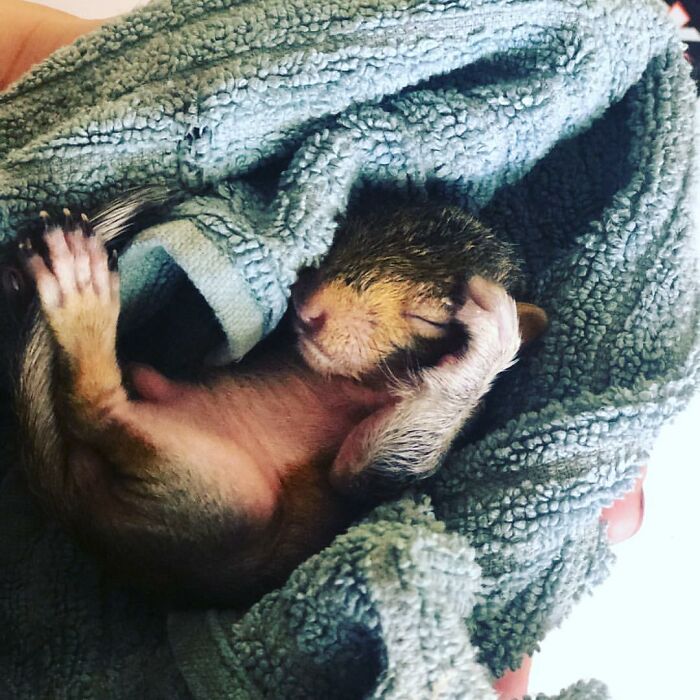 Woman Finds A Baby Squirrel On The Sidewalk And Gives Him A Second Chance At Life; Two Years Later, He Still Visits Her Garden Woman Finds A Baby Squirrel On The Sidewalk And Gives Him A Second Chance At Life; Two Years Later, He Still Visits Her Garden