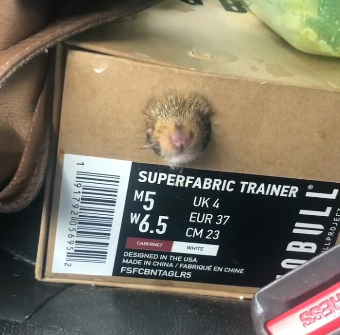 Woman Finds A Baby Squirrel On The Sidewalk And Gives Him A Second Chance At Life; Two Years Later, He Still Visits Her Garden Woman Finds A Baby Squirrel On The Sidewalk And Gives Him A Second Chance At Life; Two Years Later, He Still Visits Her Garden