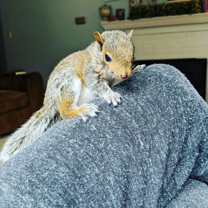 Woman Finds A Baby Squirrel On The Sidewalk And Gives Him A Second Chance At Life; Two Years Later, He Still Visits Her Garden Woman Finds A Baby Squirrel On The Sidewalk And Gives Him A Second Chance At Life; Two Years Later, He Still Visits Her Garden