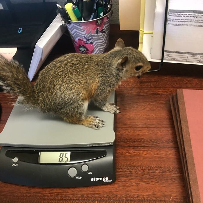 Woman Finds A Baby Squirrel On The Sidewalk And Gives Him A Second Chance At Life; Two Years Later, He Still Visits Her Garden Woman Finds A Baby Squirrel On The Sidewalk And Gives Him A Second Chance At Life; Two Years Later, He Still Visits Her Garden