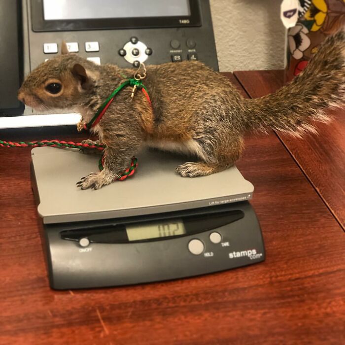 Woman Finds A Baby Squirrel On The Sidewalk And Gives Him A Second Chance At Life; Two Years Later, He Still Visits Her Garden Woman Finds A Baby Squirrel On The Sidewalk And Gives Him A Second Chance At Life; Two Years Later, He Still Visits Her Garden
