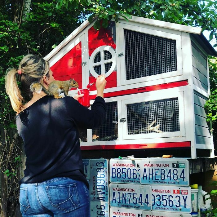 Woman Finds A Baby Squirrel On The Sidewalk And Gives Him A Second Chance At Life; Two Years Later, He Still Visits Her Garden Woman Finds A Baby Squirrel On The Sidewalk And Gives Him A Second Chance At Life; Two Years Later, He Still Visits Her Garden