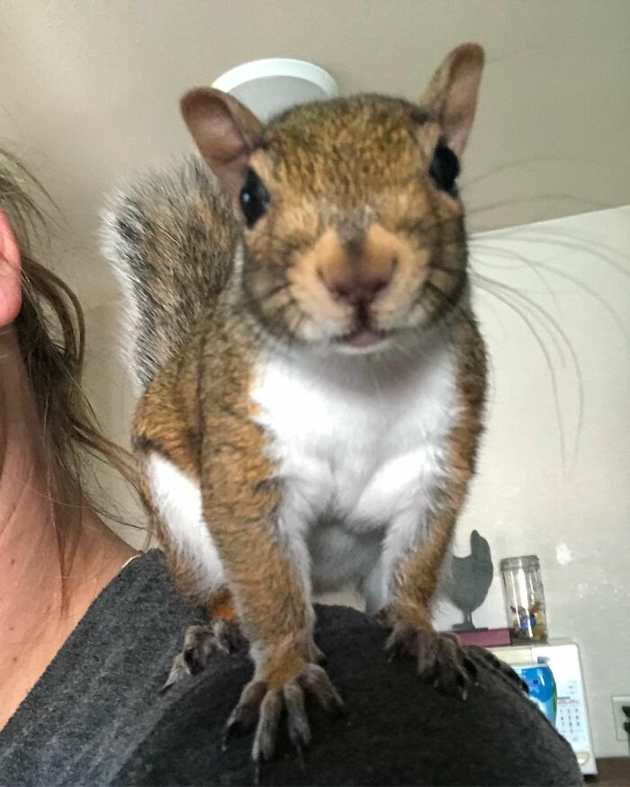 Woman Finds A Baby Squirrel On The Sidewalk And Gives Him A Second Chance At Life; Two Years Later, He Still Visits Her Garden Woman Finds A Baby Squirrel On The Sidewalk And Gives Him A Second Chance At Life; Two Years Later, He Still Visits Her Garden