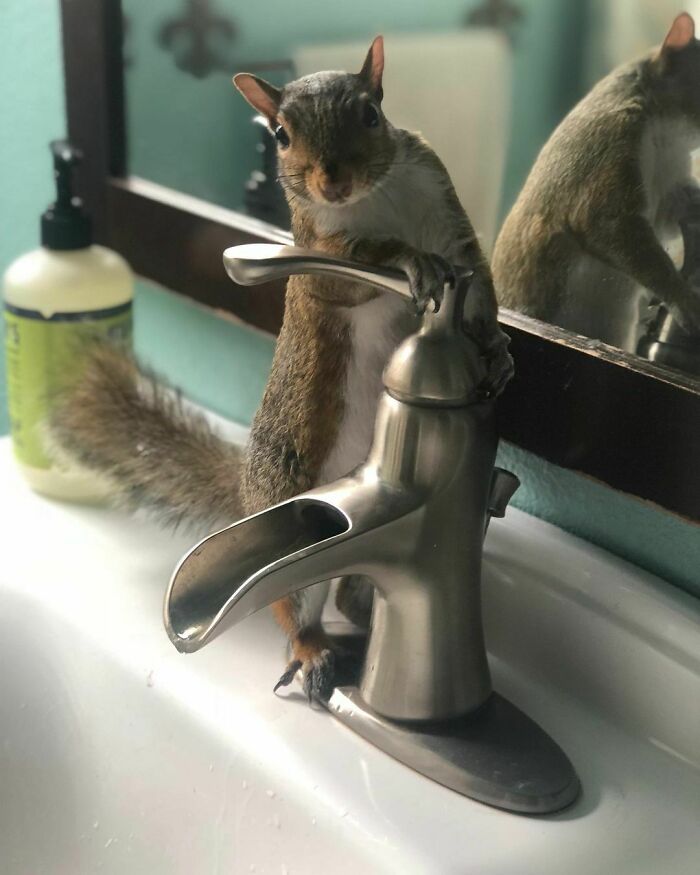 Woman Finds A Baby Squirrel On The Sidewalk And Gives Him A Second Chance At Life; Two Years Later, He Still Visits Her Garden Woman Finds A Baby Squirrel On The Sidewalk And Gives Him A Second Chance At Life; Two Years Later, He Still Visits Her Garden