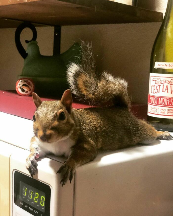 Woman Finds A Baby Squirrel On The Sidewalk And Gives Him A Second Chance At Life; Two Years Later, He Still Visits Her Garden Woman Finds A Baby Squirrel On The Sidewalk And Gives Him A Second Chance At Life; Two Years Later, He Still Visits Her Garden