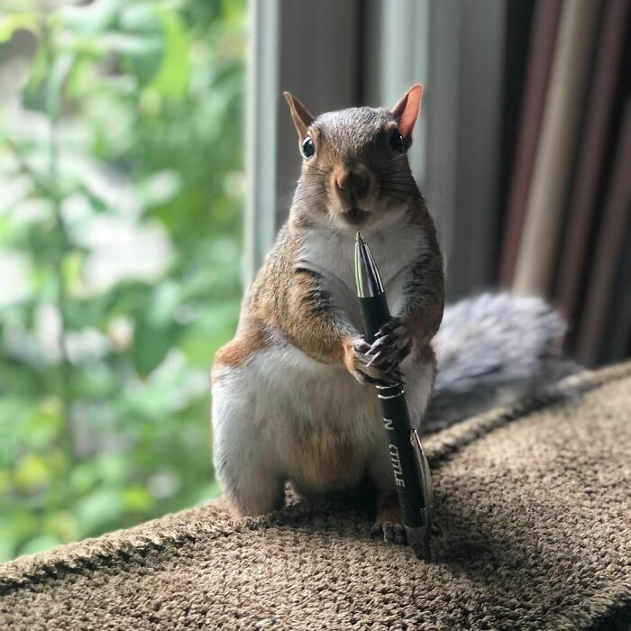 Woman Finds A Baby Squirrel On The Sidewalk And Gives Him A Second Chance At Life; Two Years Later, He Still Visits Her Garden Woman Finds A Baby Squirrel On The Sidewalk And Gives Him A Second Chance At Life; Two Years Later, He Still Visits Her Garden