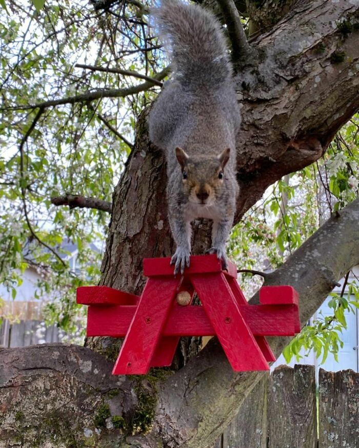 Woman Finds A Baby Squirrel On The Sidewalk And Gives Him A Second Chance At Life; Two Years Later, He Still Visits Her Garden Woman Finds A Baby Squirrel On The Sidewalk And Gives Him A Second Chance At Life; Two Years Later, He Still Visits Her Garden