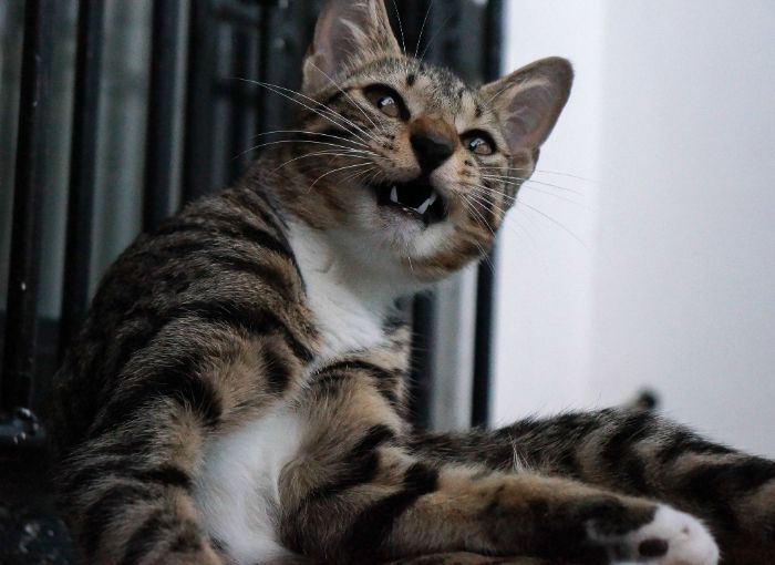 “What Is The Stupidest Thing You’ve Seen Your Pet Do?” (40 Answers) “What Is The Stupidest Thing You’ve Seen Your Pet Do?” (40 Answers)