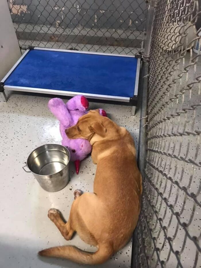 A Stray Dog Who Kept Trying To Steal A Purple Unicorn From A Store Gets A Toy And A Forever Home A Stray Dog Who Kept Trying To Steal A Purple Unicorn From A Store Gets A Toy And A Forever Home