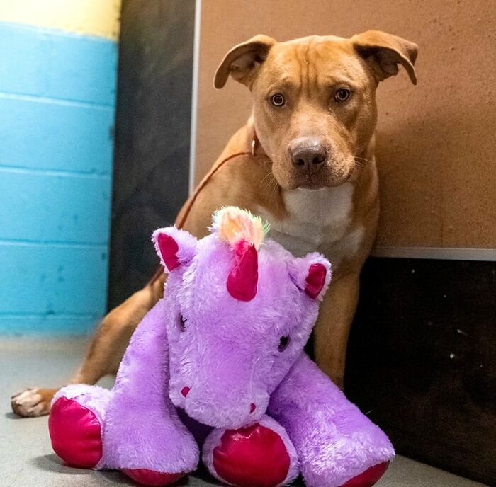 A Stray Dog Who Kept Trying To Steal A Purple Unicorn From A Store Gets A Toy And A Forever Home A Stray Dog Who Kept Trying To Steal A Purple Unicorn From A Store Gets A Toy And A Forever Home