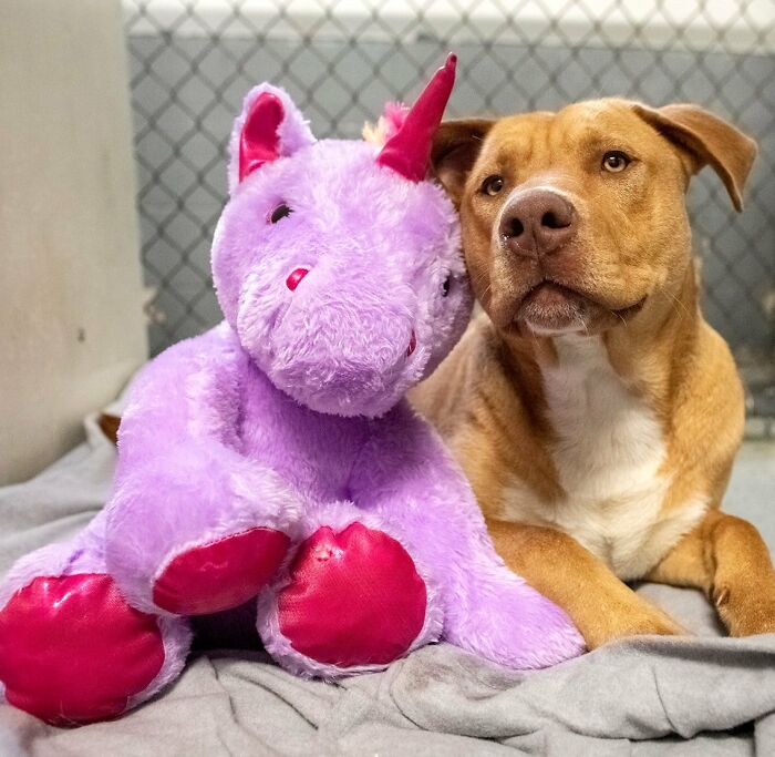 A Stray Dog Who Kept Trying To Steal A Purple Unicorn From A Store Gets A Toy And A Forever Home A Stray Dog Who Kept Trying To Steal A Purple Unicorn From A Store Gets A Toy And A Forever Home