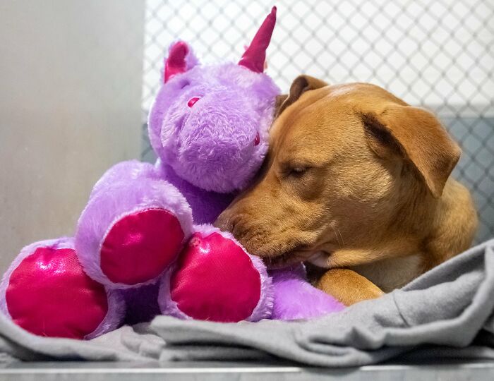 A Stray Dog Who Kept Trying To Steal A Purple Unicorn From A Store Gets A Toy And A Forever Home A Stray Dog Who Kept Trying To Steal A Purple Unicorn From A Store Gets A Toy And A Forever Home