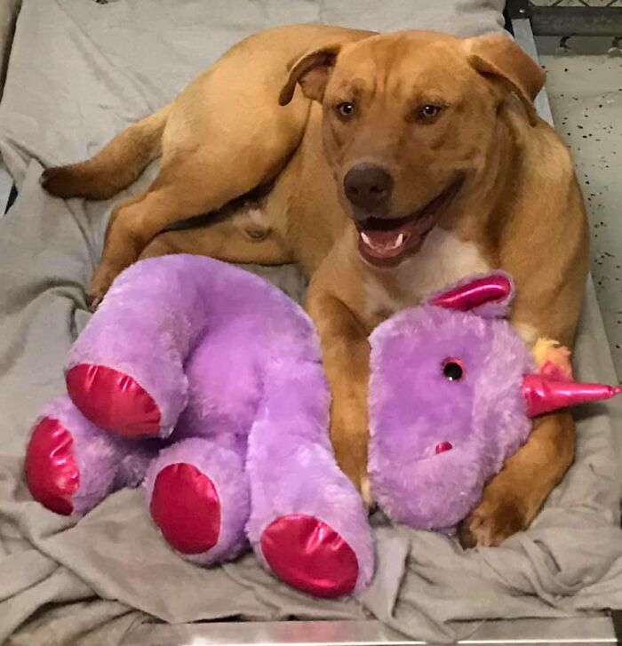 A Stray Dog Who Kept Trying To Steal A Purple Unicorn From A Store Gets A Toy And A Forever Home A Stray Dog Who Kept Trying To Steal A Purple Unicorn From A Store Gets A Toy And A Forever Home
