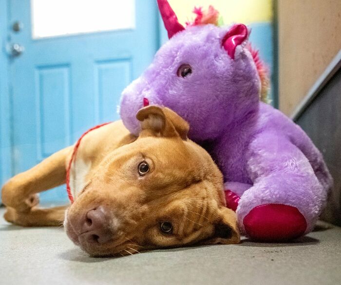 A Stray Dog Who Kept Trying To Steal A Purple Unicorn From A Store Gets A Toy And A Forever Home A Stray Dog Who Kept Trying To Steal A Purple Unicorn From A Store Gets A Toy And A Forever Home