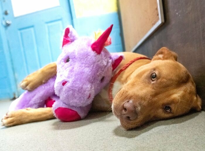 A Stray Dog Who Kept Trying To Steal A Purple Unicorn From A Store Gets A Toy And A Forever Home A Stray Dog Who Kept Trying To Steal A Purple Unicorn From A Store Gets A Toy And A Forever Home
