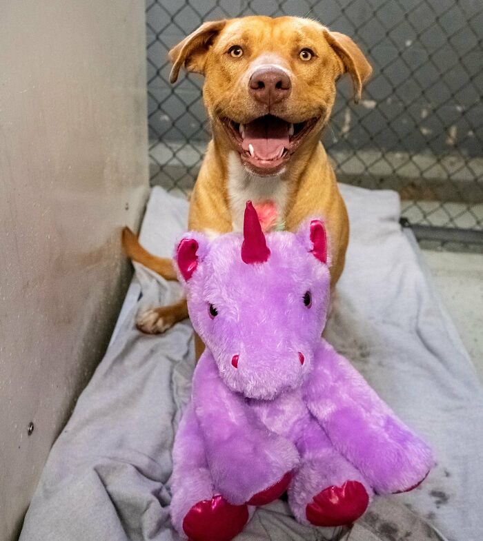 A Stray Dog Who Kept Trying To Steal A Purple Unicorn From A Store Gets A Toy And A Forever Home A Stray Dog Who Kept Trying To Steal A Purple Unicorn From A Store Gets A Toy And A Forever Home