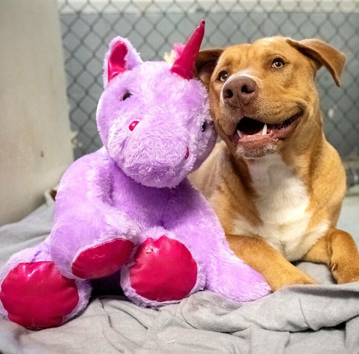 A Stray Dog Who Kept Trying To Steal A Purple Unicorn From A Store Gets A Toy And A Forever Home A Stray Dog Who Kept Trying To Steal A Purple Unicorn From A Store Gets A Toy And A Forever Home