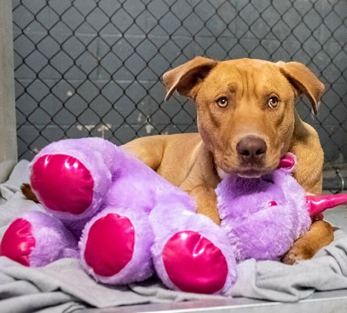 A Stray Dog Who Kept Trying To Steal A Purple Unicorn From A Store Gets A Toy And A Forever Home A Stray Dog Who Kept Trying To Steal A Purple Unicorn From A Store Gets A Toy And A Forever Home