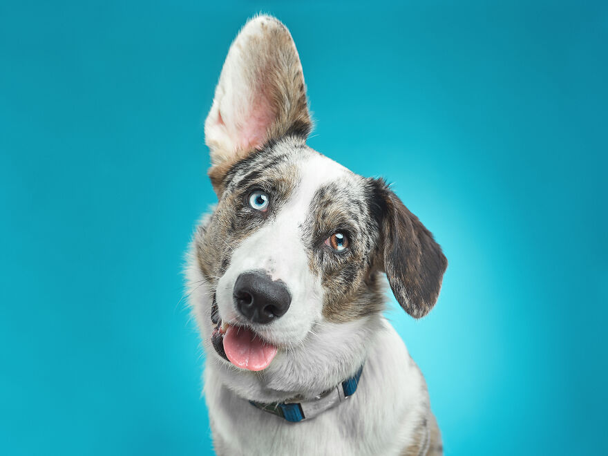 We Explore The Uniqueness Of Different Dog Breeds And Their Beautiful Personalities (30 New Pics) We Explore The Uniqueness Of Different Dog Breeds And Their Beautiful Personalities (30 New Pics)