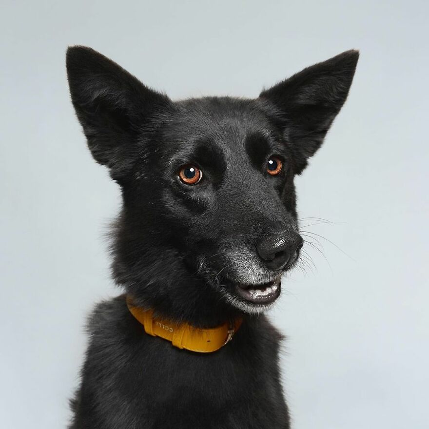 We Explore The Uniqueness Of Different Dog Breeds And Their Beautiful Personalities (30 New Pics) We Explore The Uniqueness Of Different Dog Breeds And Their Beautiful Personalities (30 New Pics)