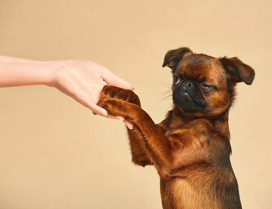 We Explore The Uniqueness Of Different Dog Breeds And Their Beautiful Personalities (30 New Pics) We Explore The Uniqueness Of Different Dog Breeds And Their Beautiful Personalities (30 New Pics)