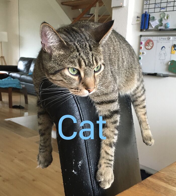 Hey Pandas, Post The Funniest Pic Of Your Pet (Closed) Hey Pandas, Post The Funniest Pic Of Your Pet (Closed)