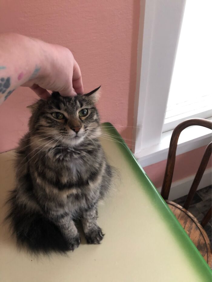 Hey Pandas, Post The Funniest Pic Of Your Pet (Closed) Hey Pandas, Post The Funniest Pic Of Your Pet (Closed)