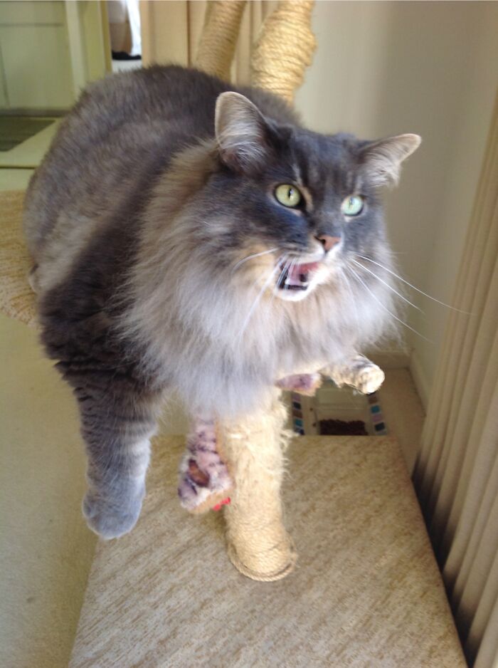 Hey Pandas, Post The Funniest Pic Of Your Pet (Closed) Hey Pandas, Post The Funniest Pic Of Your Pet (Closed)