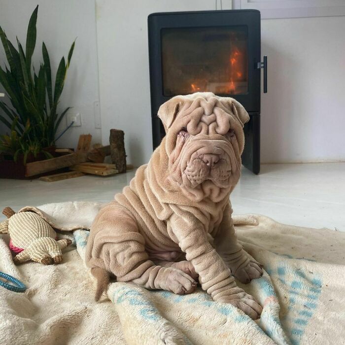 This Shar Pei Is Tricking People On The Internet Into Thinking He’s A Scrunched-Up Blanket (53 Pics) This Shar Pei Is Tricking People On The Internet Into Thinking He’s A Scrunched-Up Blanket (53 Pics)