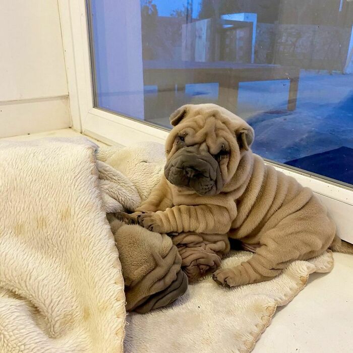 This Shar Pei Is Tricking People On The Internet Into Thinking He’s A Scrunched-Up Blanket (53 Pics) This Shar Pei Is Tricking People On The Internet Into Thinking He’s A Scrunched-Up Blanket (53 Pics)