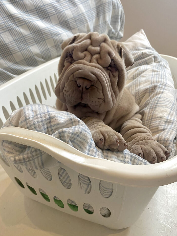 This Shar Pei Is Tricking People On The Internet Into Thinking He’s A Scrunched-Up Blanket (53 Pics) This Shar Pei Is Tricking People On The Internet Into Thinking He’s A Scrunched-Up Blanket (53 Pics)