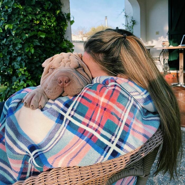 This Shar Pei Is Tricking People On The Internet Into Thinking He’s A Scrunched-Up Blanket (53 Pics) This Shar Pei Is Tricking People On The Internet Into Thinking He’s A Scrunched-Up Blanket (53 Pics)