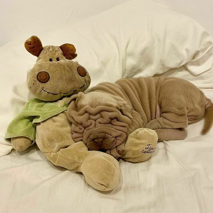 This Shar Pei Is Tricking People On The Internet Into Thinking He’s A Scrunched-Up Blanket (53 Pics) This Shar Pei Is Tricking People On The Internet Into Thinking He’s A Scrunched-Up Blanket (53 Pics)